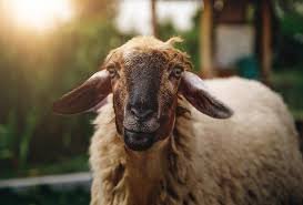 حكم ترك الأضحية