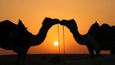 جماع الزوجة في نهار رمضان