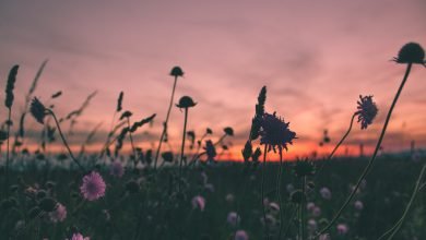 شم الروائح في رمضان