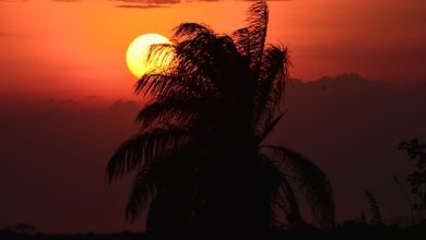 بلد زكاة الفطر